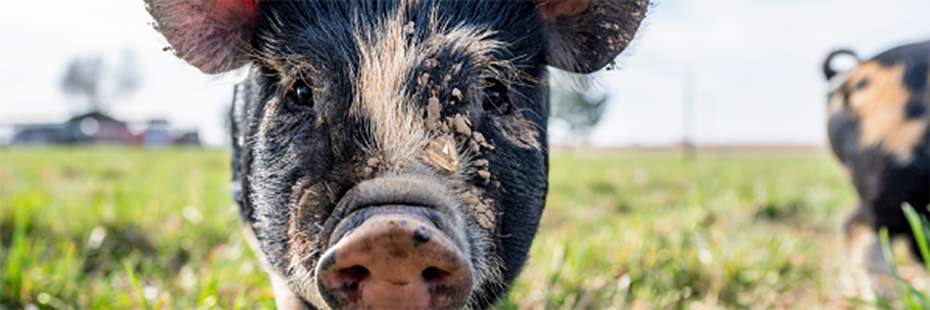 In a green field, a pink and black pig with a mud-splattered face looks down the camera.