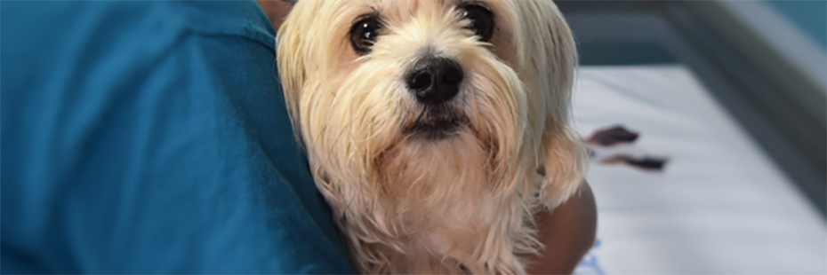 A vet in blue scrubs is holding a white dog resembling a Tibetan terrier. The dog is looking wide-eyed at the camera. 