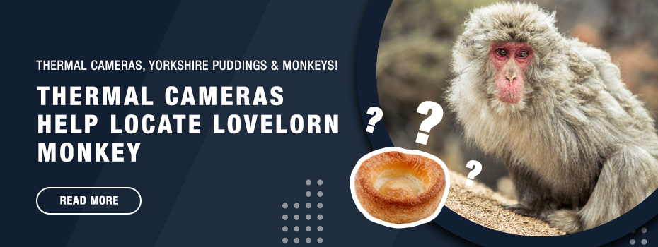 On the right is a image of a Japanese macaque looking like butter wouldn't melt. Imposed on top and in front of the image of the monkey is a Yorkshire pudding surrounded by three question marks. On the left of the banner, large white text on a blue background reads "Thermal Cameras Help Locate Lovelorn Monkey". Beneath this is an oval "Read More" button. 