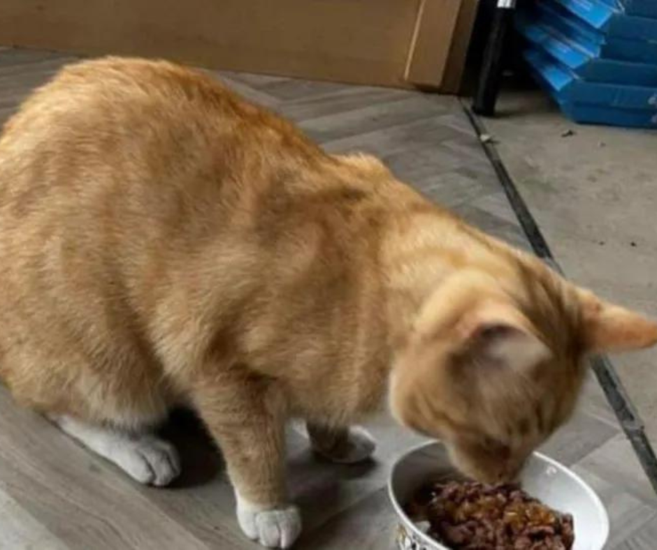 Stanley, a ginger cat with white paws, is eating cat food from a cat bowl. 