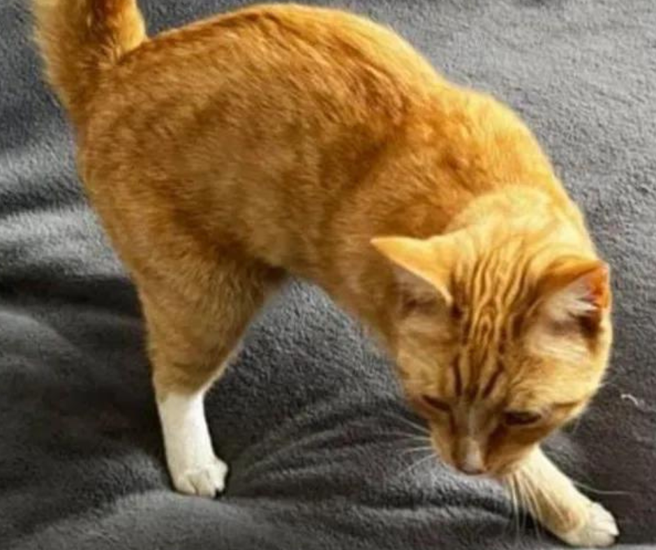 Stanley, a ginger cat with white paws, stands on a cosy-looking grey pillow. 