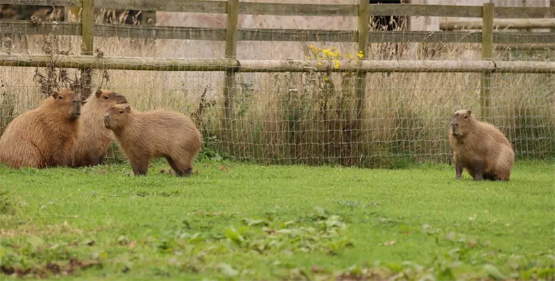 A family of four capybara in a fenced paddock: two full-grown capybara and two smaller capybara about three quarters of their adult size. On the left two adult capybara sit with their backs against the fence while on of their pups stands in front of them. On the right, the other pup sits with their back against the fence.