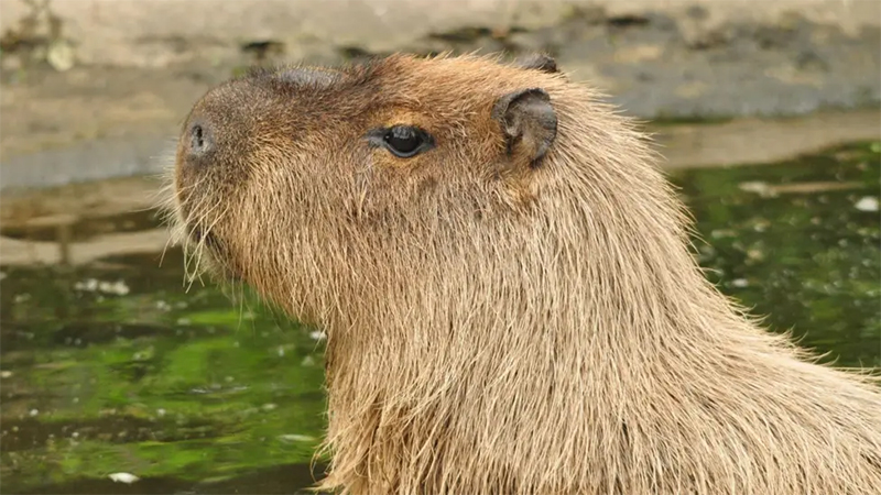 Side profile of Cinnamon the Capybara looking smug. She is sitting by the side of the pond. 