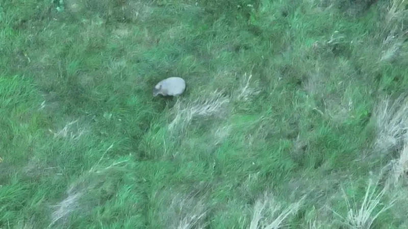 Aerial photograph of Cinnamon the Capybara in the middle of an overgrown field. 