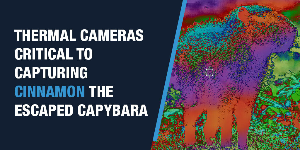 On the right, is a thermal image of a capybara. On the left large text on a navy blue background reads "Thermal Cameras Critical To Capturing Cinnamon The Escaped Capybara". 