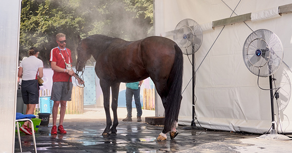 A man in a red t-shirt, grey shorts, and red shoes is standing in front of a large bay horse holding it by the reins, which have been pulled over its head, while the horse cools off in an Olympic cooling station. The cooling station includes two large fans and the ground is wet from where water has been thrown over the horse. 