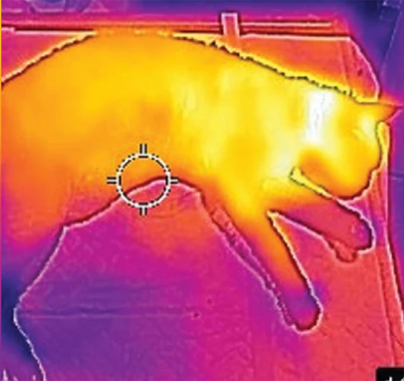 Thermal image of Stanley the cat sleeping on his side. 