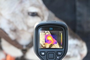 In the background is an out-of-focus reindeer head wearing a brown leather headcollar. In the foreground is a FLIR E6 Thermal Camera through which you can see a thermal image of the reindeer's eye. 