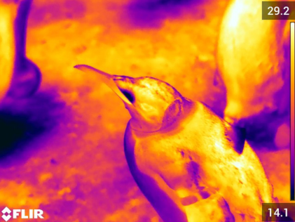 Thermal image of a relaxed king penguin. The heat distribution is fairly even all over the penguin's body.