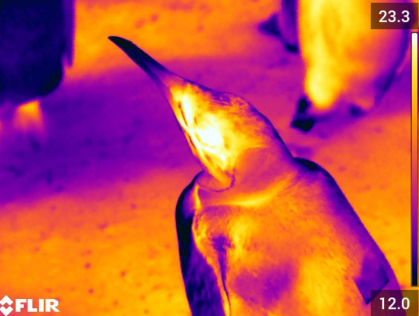 Thermal image of a stressed king penguin. The heat distribution is concentrated around the penguin's eye, which is white with heat. The beak is a dark blue. 