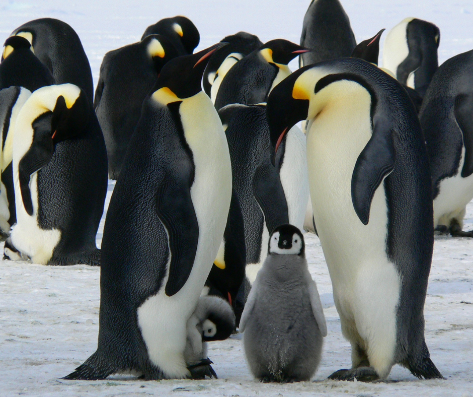 A colony of king penguins at the front of the colony is a family of four. Two adult penguins and two chicks. One chick is sitting on the left penguin's feet and the other is stood between the two adult penguins, looking at the camera. The penguin on the right is looking at the chick in the middle. 