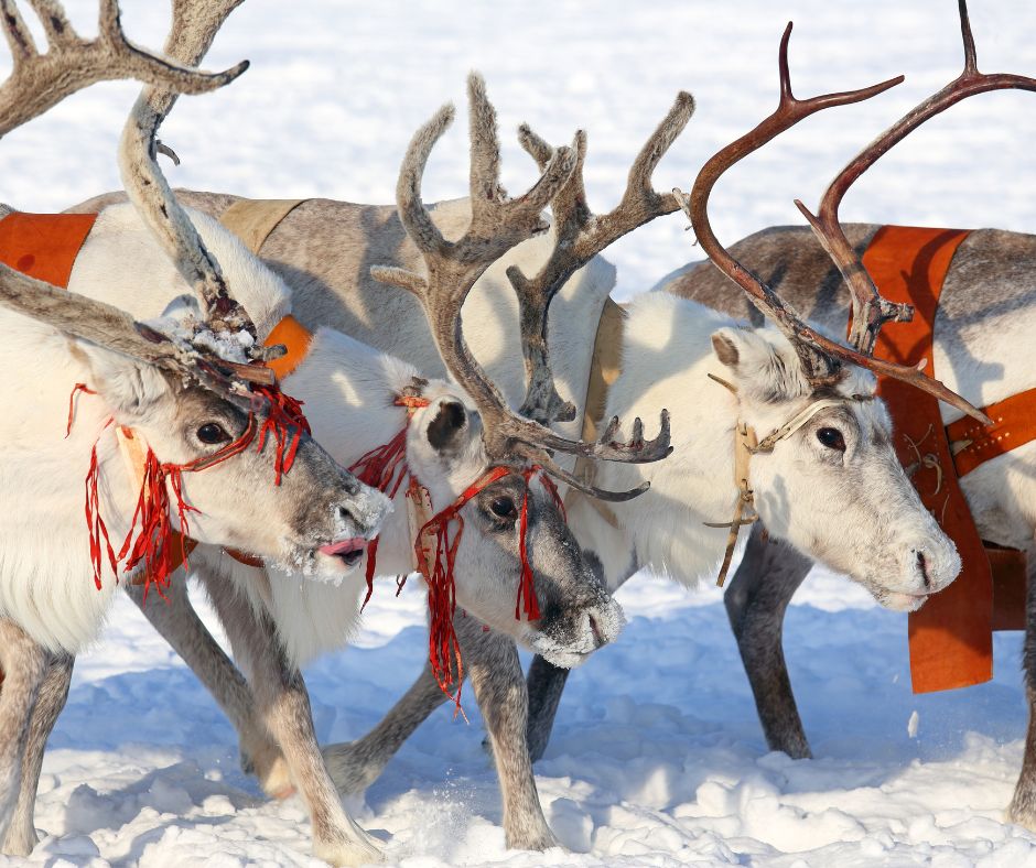 For reindeer are walking through the snow from the left side of the picture towards the right side. These white and brown reindeer are wearing Christmas bridles and harnesses. 