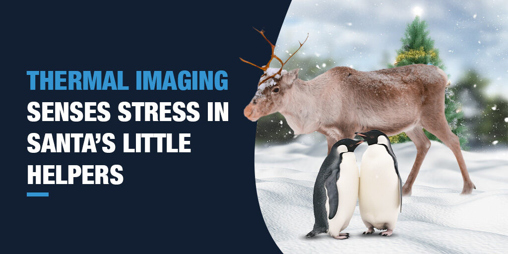 On the right is an image of a reindeer and in front of it, a pair of penguins. They are standing in a snowy, Christmas scene. On the left, large text on a dark blue background reads "Thermal Imaging Senses Stress in Santa's Little Helpers."